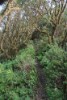 _PIC4300_Edited Trail through Anaga forest